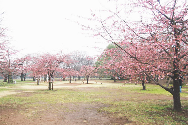 Japan Tokyo Cherry Blossom