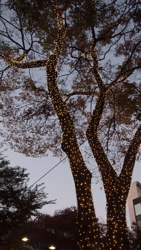 Chuo dori Christmas winter illumination at Harajuku, Tokyo, Japan