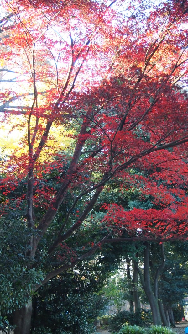 Inokashira Park, Kichijoji, Tokyo, Japan