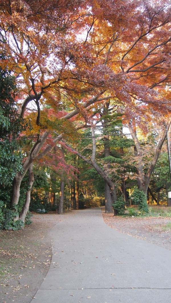 Inokashira Park, Kichijoji, Tokyo, Japan