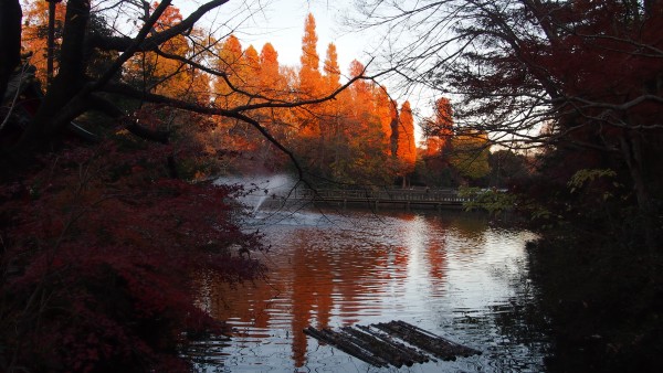 Inokashira Park, Kichijoji, Tokyo, Japan