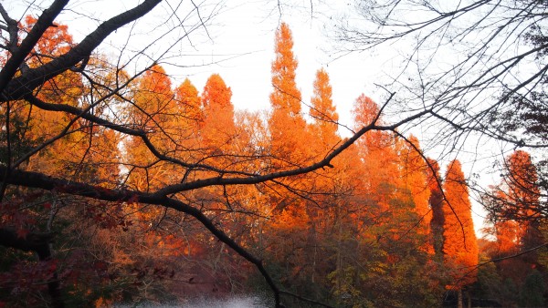 Inokashira Park, Kichijoji, Tokyo, Japan