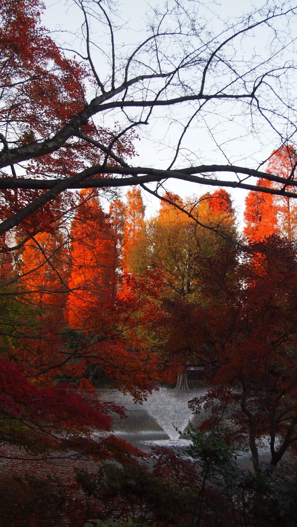 Inokashira Park, Kichijoji, Tokyo, Japan