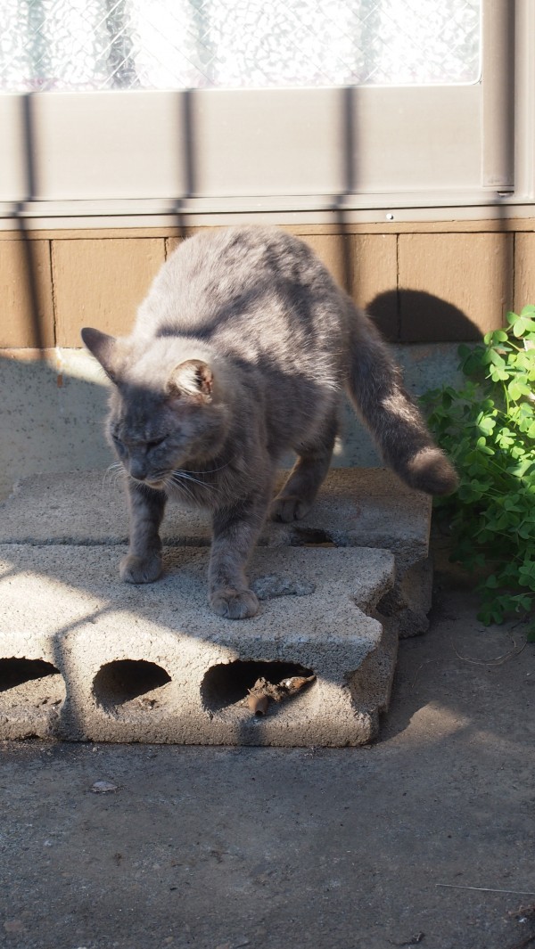 Grey cat in front of a house at Kawagoe, Saitama, Japan