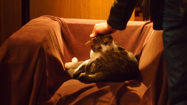 Cat Cafe at Asakusa, Tokyo, Japan