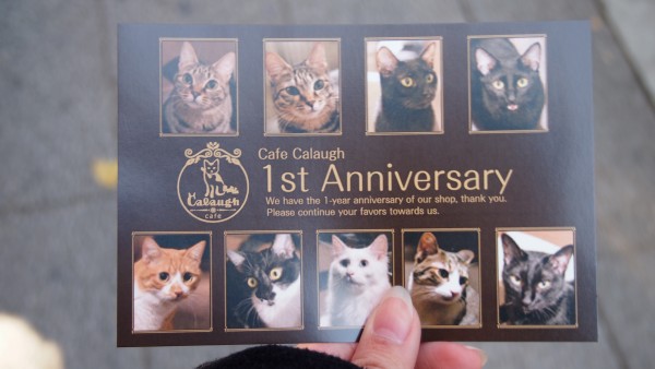 Cat Cafe at Asakusa, Tokyo, Japan