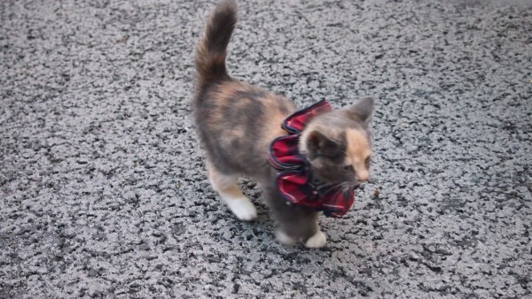 Cute kitten at Akihabara, Tokyo, Japan