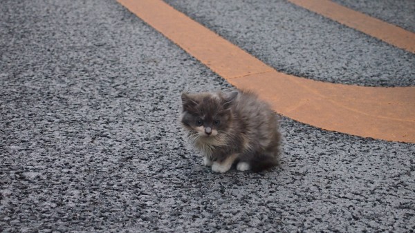 Cute kitten at Akihabara, Tokyo, Japan