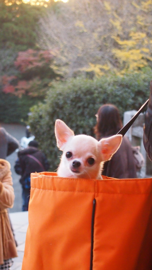 Tsurugaoka Hachimangu, Kamakura, Japan