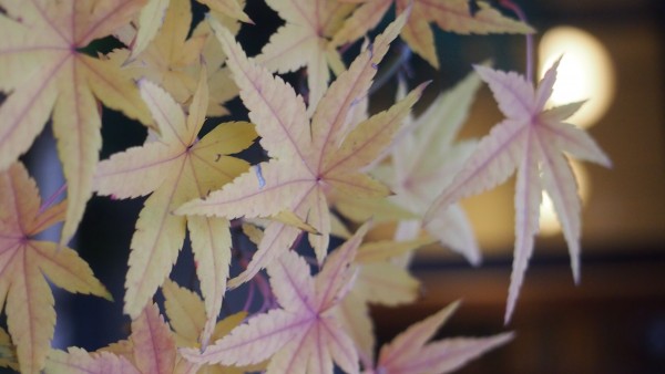 Tsurugaoka Hachimangu, Kamakura, Japan