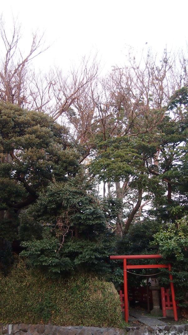 Tsurugaoka Hachimangu, Kamakura, Japan