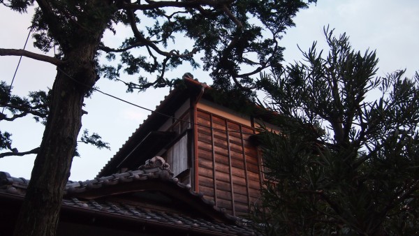 Tsurugaoka Hachimangu, Kamakura, Japan
