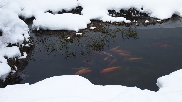 Shirakawa-go, Gifu, Japan