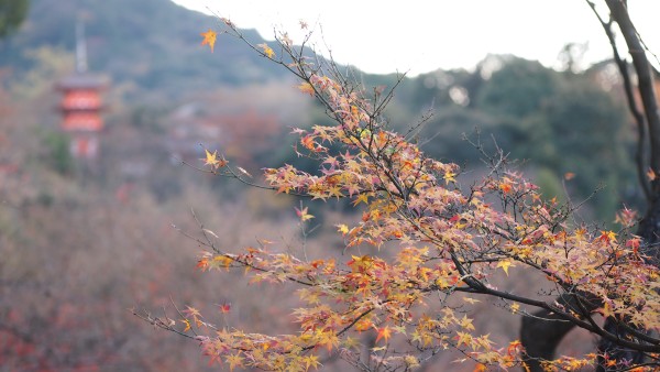 Kiyomizu-dera, Kyoto, Japan