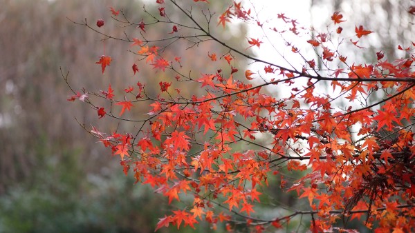 Kiyomizu-dera, Kyoto, Japan