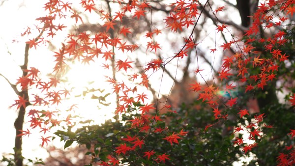 Kiyomizu-dera, Kyoto, Japan