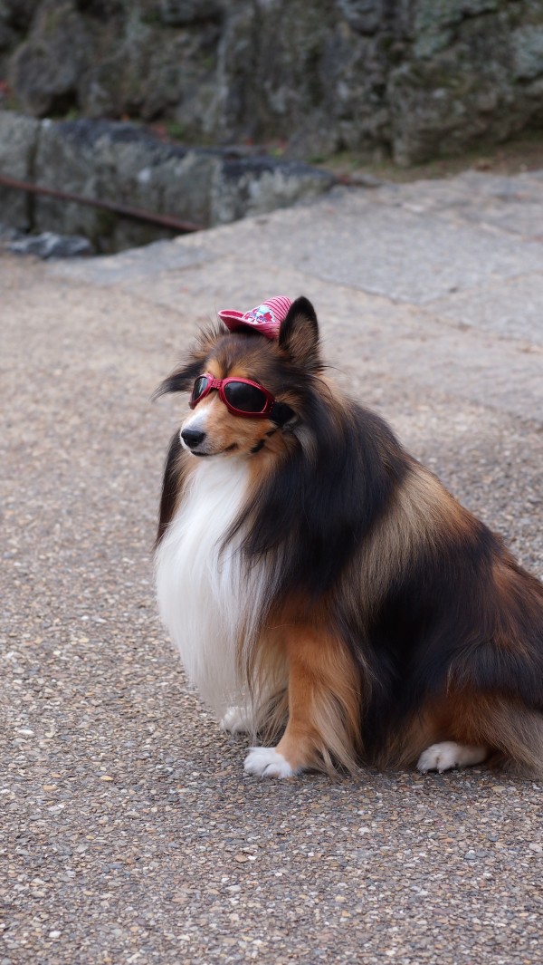 Kiyomizu-dera, Kyoto, Japan