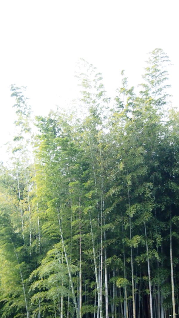 Saga-Arashiyama, Kyoto, Japan