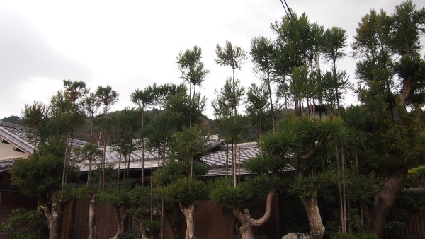 Saga-Arashiyama, Kyoto, Japan