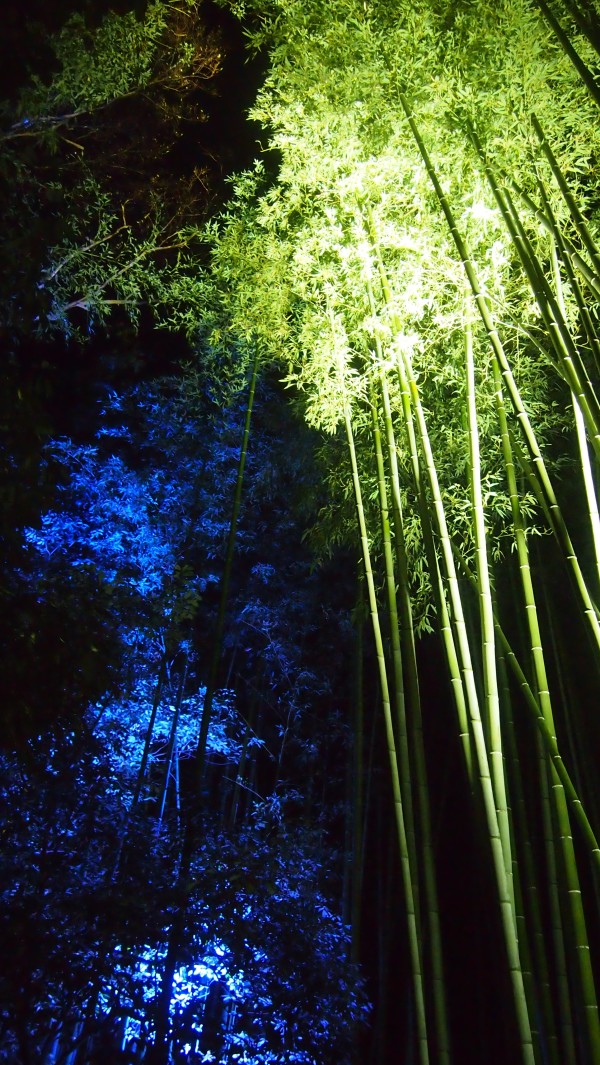 Arashiyama Hanatouro winter light festival, Kyoto, Japan