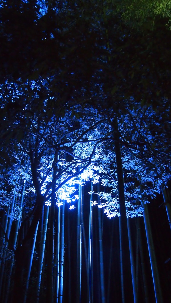 Arashiyama Hanatouro winter light festival, Kyoto, Japan