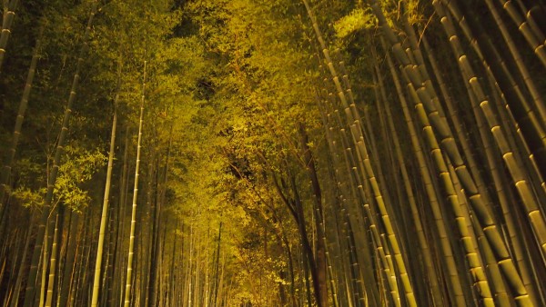 Arashiyama Hanatouro winter light festival, Kyoto, Japan