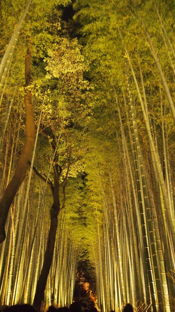 Arashiyama Hanatouro winter light festival, Kyoto, Japan