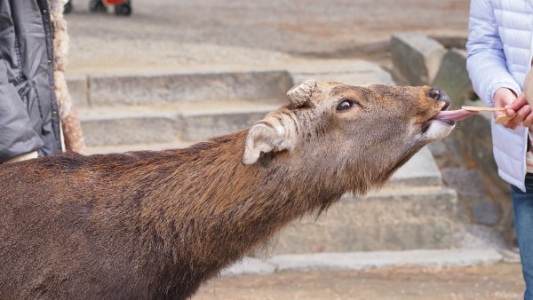 Deers at Nara Park, Nara, Japan