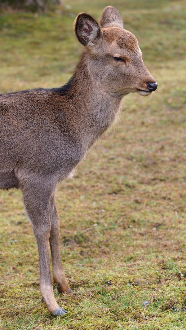 Deers at Nara Park, Nara, Japan