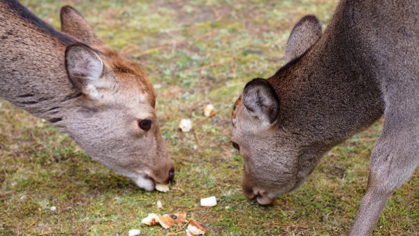 Deers at Nara Park, Nara, Japan