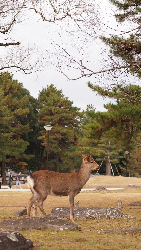 Deers at Nara Park, Nara, Japan