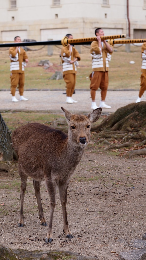 Deers at Nara Park, Nara, Japan