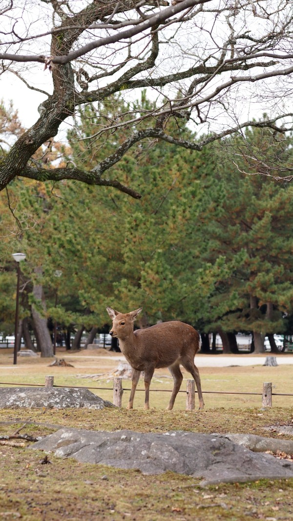 Deers at Nara Park, Nara, Japan