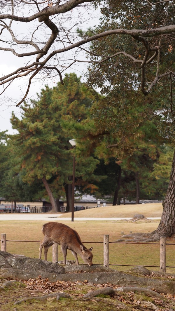 Deers at Nara Park, Nara, Japan