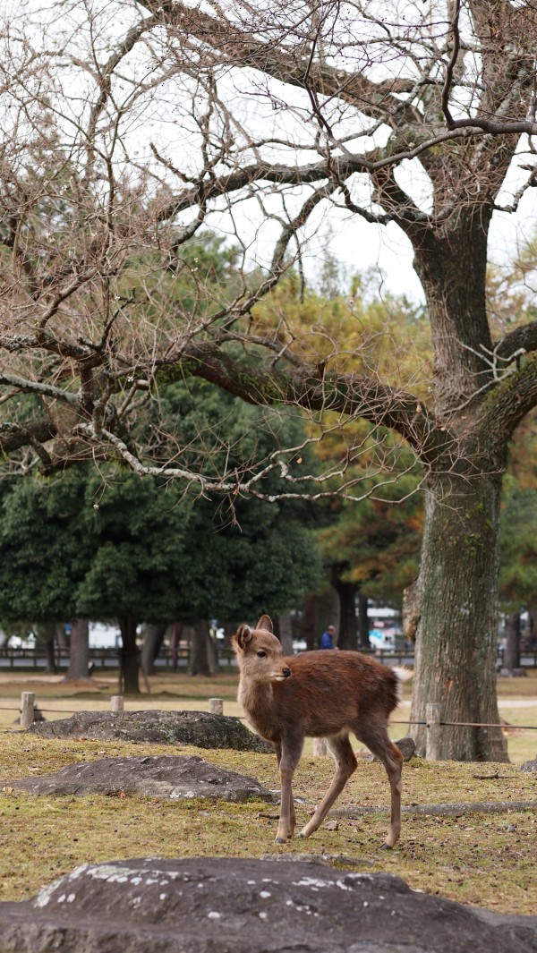 Deers at Nara Park, Nara, Japan