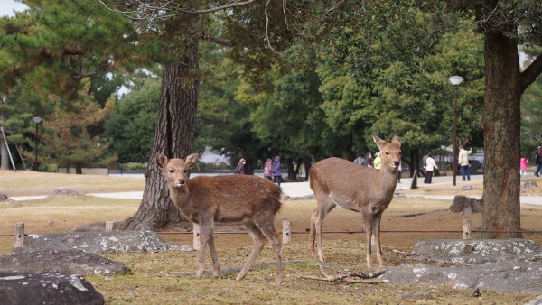 Deers at Nara Park, Nara, Japan