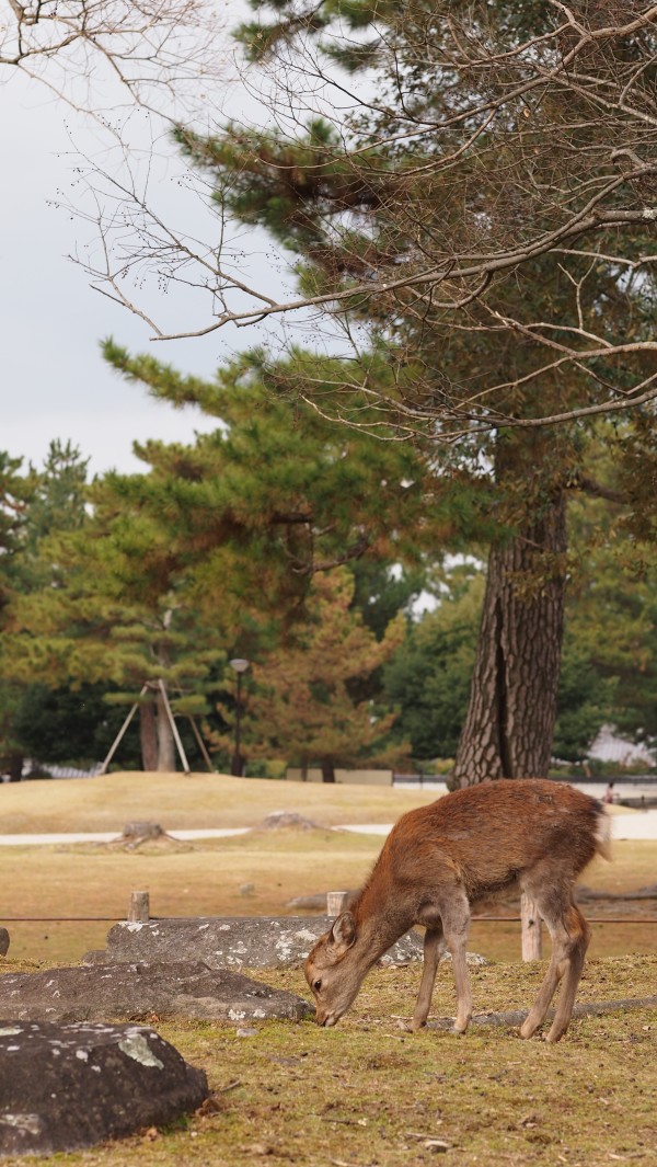 Deers at Nara Park, Nara, Japan