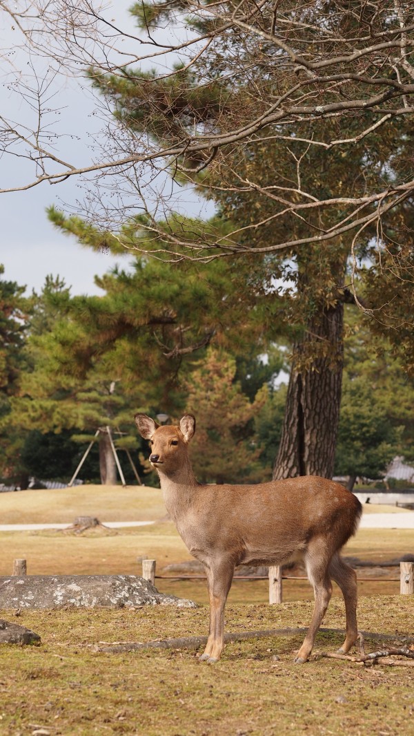 Deers at Nara Park, Nara, Japan