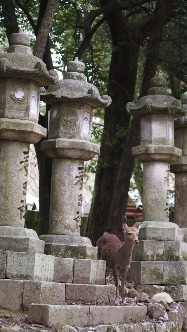 Kasuga Taisha Manyo Botanical Garden, Nara, Japan