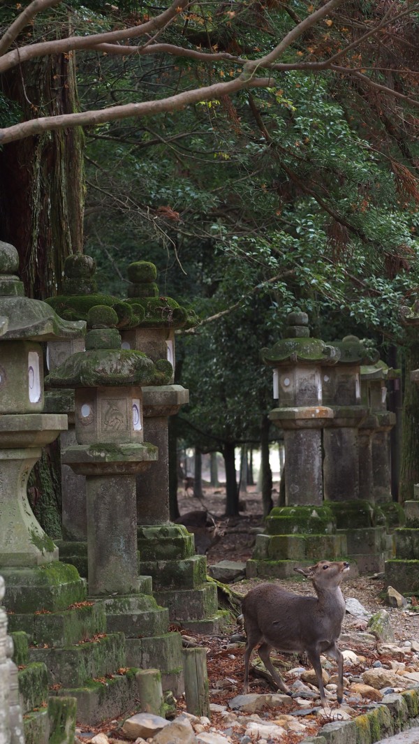 Kasuga Taisha Manyo Botanical Garden, Nara, Japan