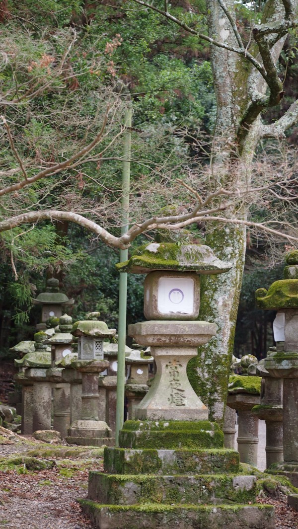 Kasuga Taisha Manyo Botanical Garden, Nara, Japan