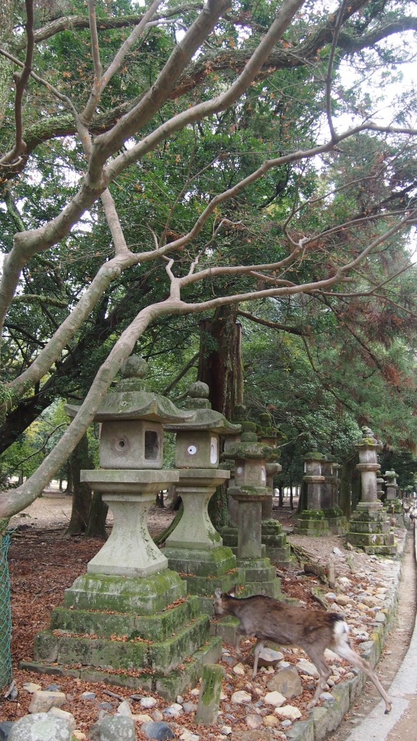 Kasuga Taisha Manyo Botanical Garden, Nara, Japan