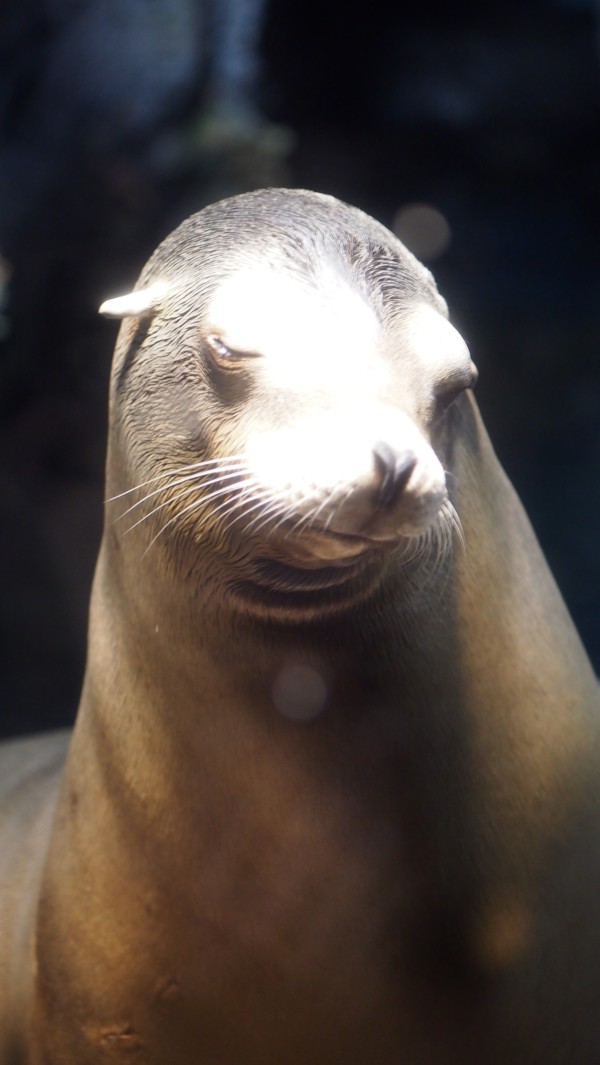 Osaka Kaiyukan Aquarium at Tempozan Harbor Village, Osaka, Japan