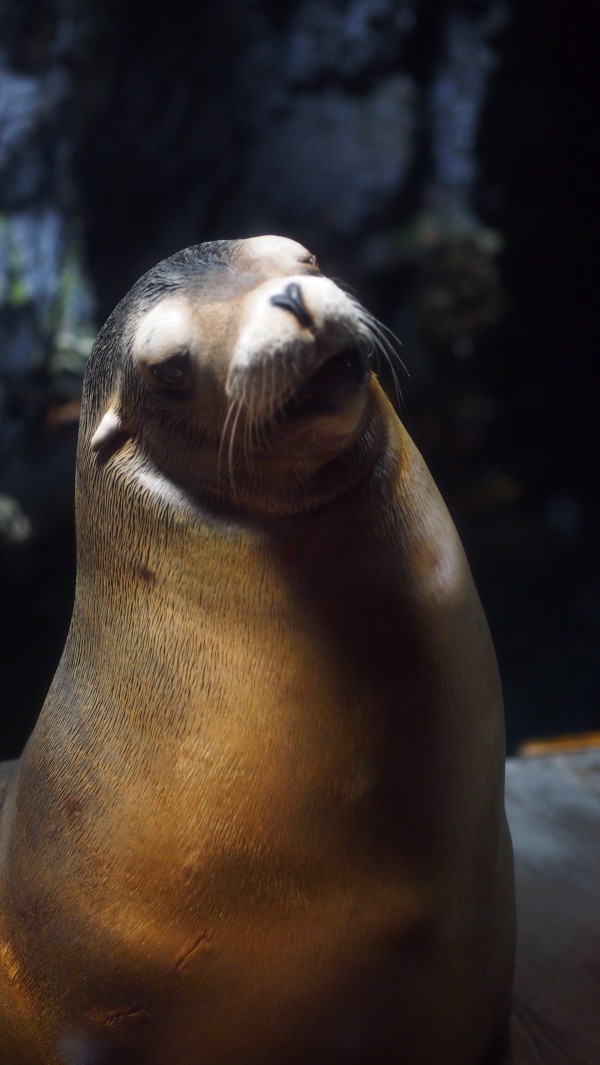 Osaka Kaiyukan Aquarium at Tempozan Harbor Village, Osaka, Japan