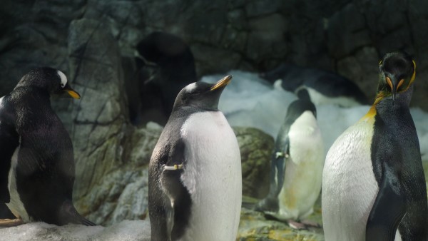 Osaka Kaiyukan Aquarium at Tempozan Harbor Village, Osaka, Japan