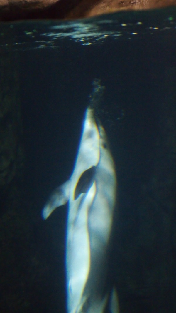 Osaka Kaiyukan Aquarium at Tempozan Harbor Village, Osaka, Japan