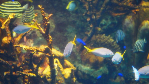 Osaka Kaiyukan Aquarium at Tempozan Harbor Village, Osaka, Japan