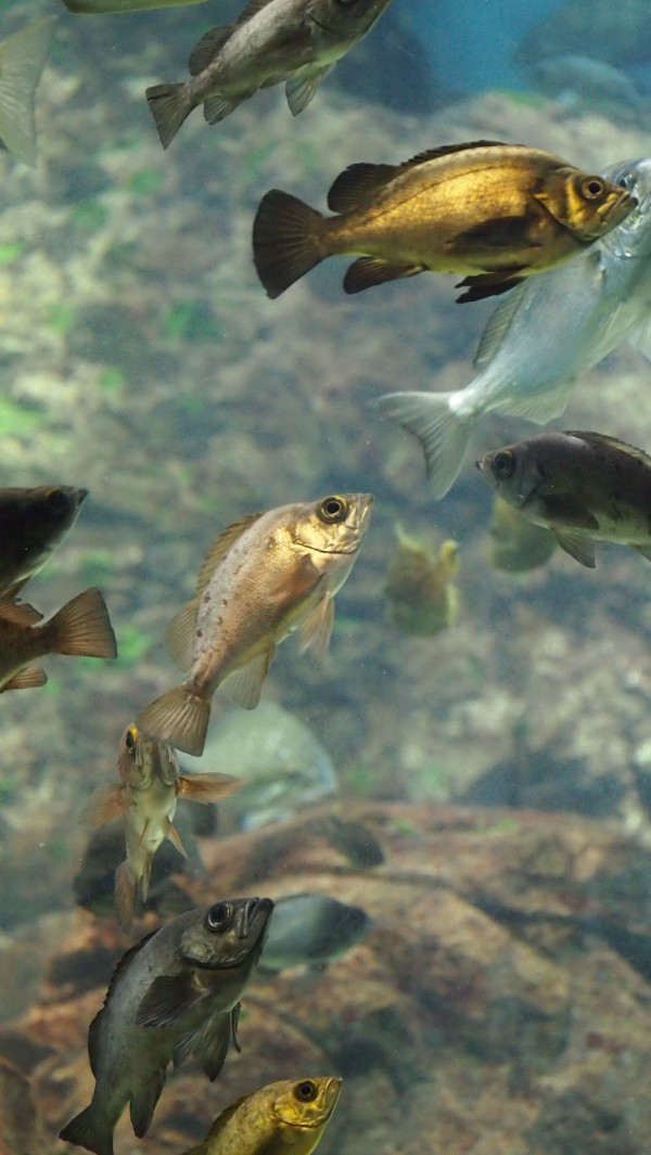 Osaka Kaiyukan Aquarium at Tempozan Harbor Village, Osaka, Japan