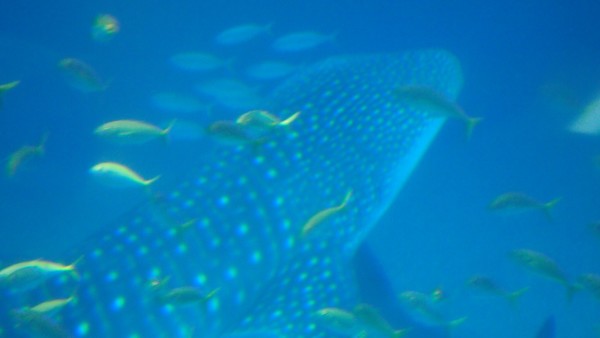 Osaka Kaiyukan Aquarium at Tempozan Harbor Village, Osaka, Japan