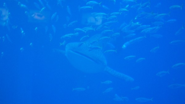 Osaka Kaiyukan Aquarium at Tempozan Harbor Village, Osaka, Japan